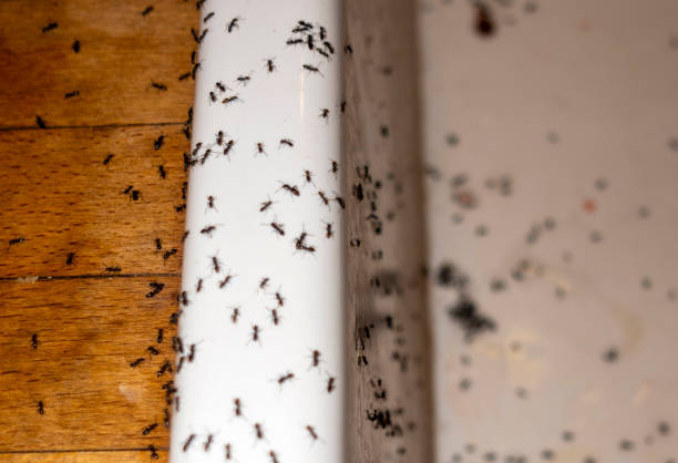 Wildlife Control Services in Greenland, AR