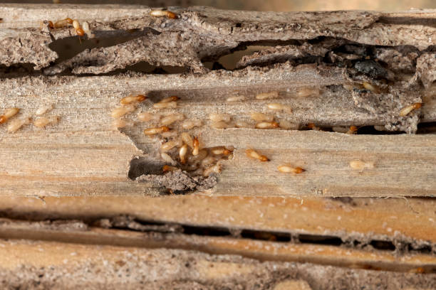 Best Exterminator Services  in Greenland, AR